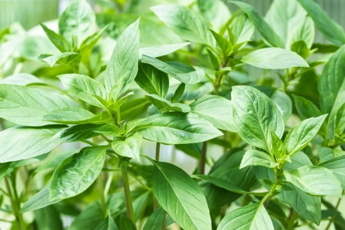 Hiểu đúng về các loại thảo mộc trong món phở, bún bò, hủ tiếu
