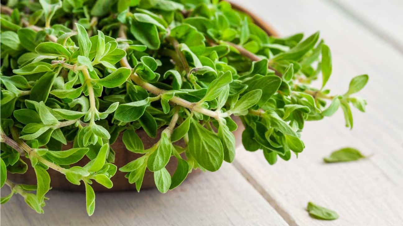 marjoram 1296x728 feature 1296x728 1